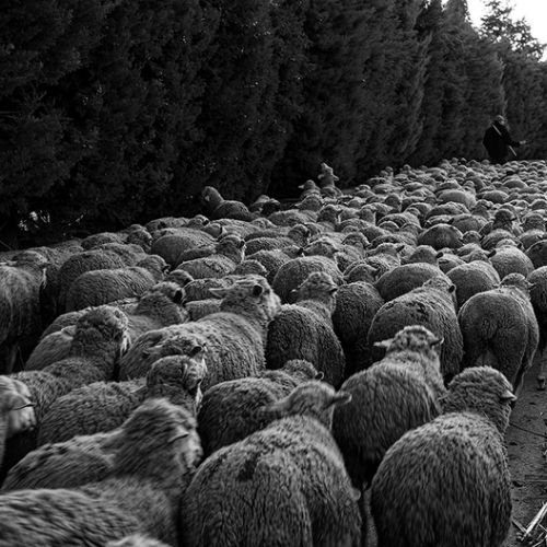 Transhumance