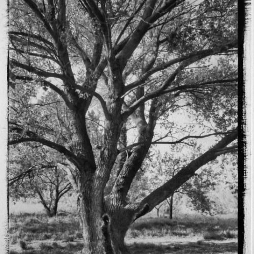 L'Arbre